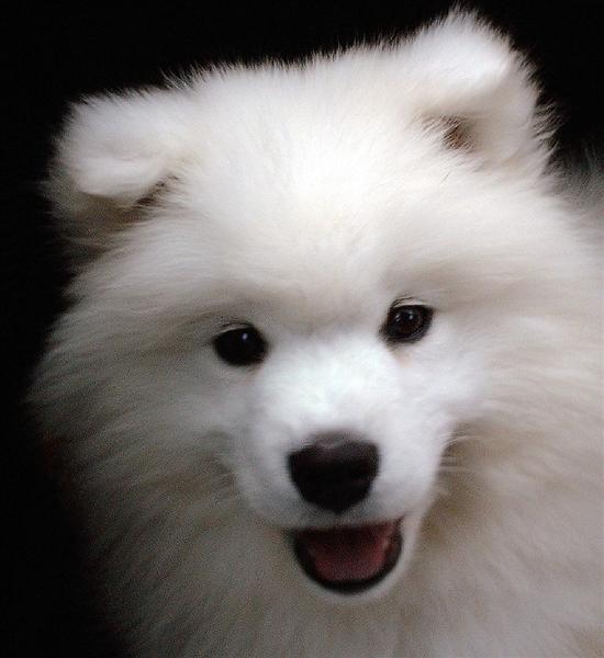 dünyanın en sevimli köpeği uludağ sözlük