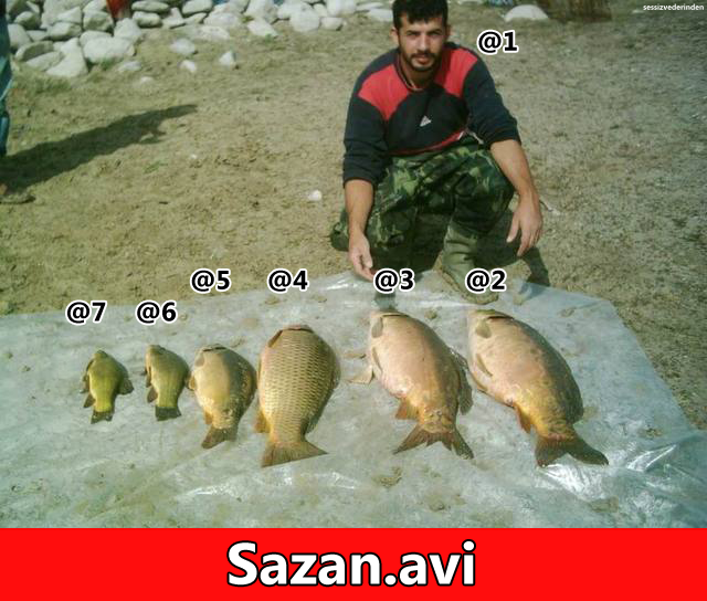 sazan-avi_200118.png