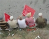 bayrağın üzerine oturan chp li kadınlar / #235017