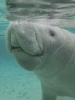 manatee / #232095