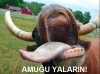 amuğu yalarım / #212426