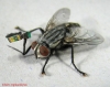 sinek ilacı püskürten aracın arkasından uçan sinek