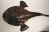 lophius piscatorius