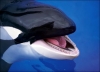 orca