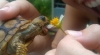 kaplumbağa beslemek