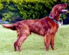 süs köpeği diye köpek türü var sanmak / #232550