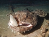 lophius piscatorius