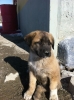 sokak köpeği duruken pet shoptan köpek almak / #208896