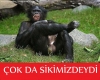 benim tanrım freddie mercury dir / #200671