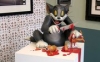 tom un jerry yi yıllardır yakalayamaması / #188976
