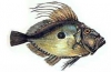 dülger balığı