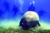 dugong