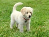 süs köpeği besleyen laikçi teyze / #237286