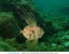 dülger balığı