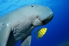 dugong