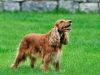 süs köpeği diye köpek türü var sanmak / #232554