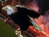 14 şubat 2012 sporting braga beşiktaş maçı / #226715