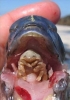 cymothoa exigua