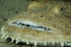 lophius piscatorius