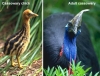 cassowary