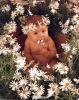 anne geddes / #196384