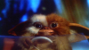gizmo / #250255