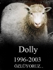 dolly