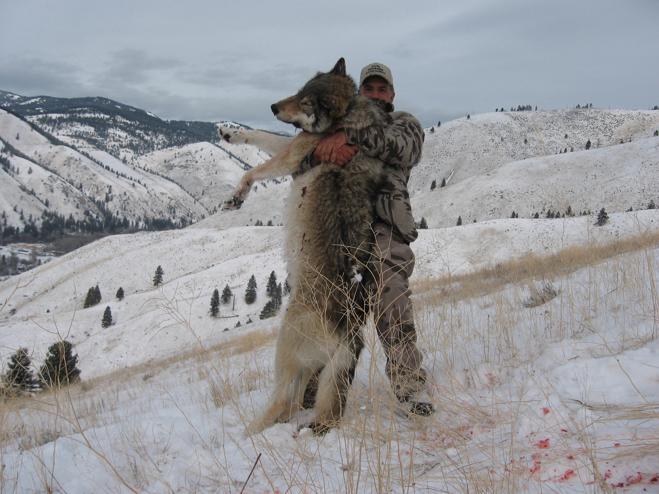 Wolf hunters. Лайка волкодав. Самый большой Полярный волк.