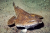 lophius piscatorius