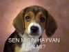 izmir de köpeğe yapılan işkence / #220602