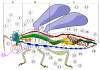 böcek anatomisi / #222040