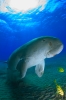 dugong