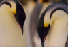 imparator penguen