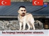 bir köpek ismi olarak apo / #217757