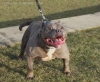 genetiği oynanmış köpek olmaktan gurur duyan insan / #251306